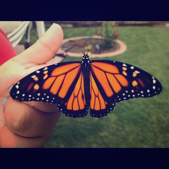 Meet your Posher, Pamela - Picture 1 of 1